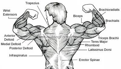 back muscle diagram chart