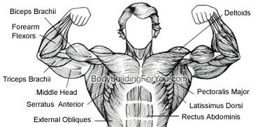 chest muscle, pectoral muscle, pecs
