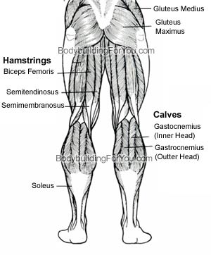 leg muscle illustration