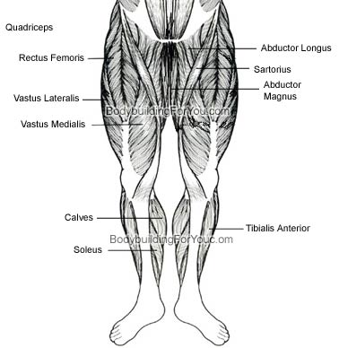 basic leg muscles